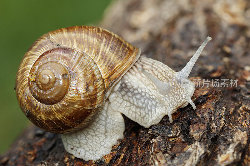 罗马蜗牛(Helix pomatia)